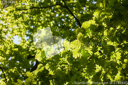 Image of green oak leaves