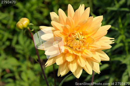 Image of Dahlia