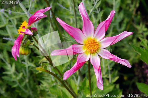 Image of Dahlia, variety Marie Schnugg