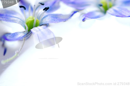 Image of Floating flowers