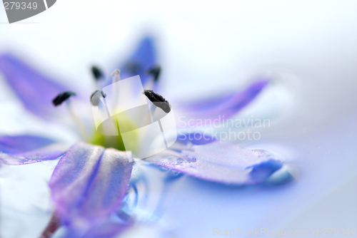 Image of Floating flowers