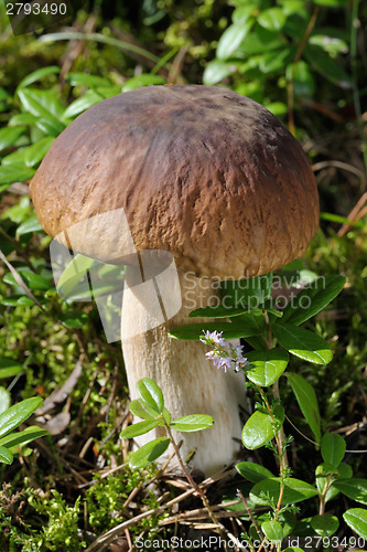 Image of Boletus edulis