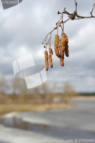 Image of Spring landscape 