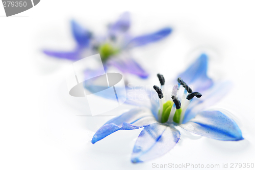 Image of Floating flowers