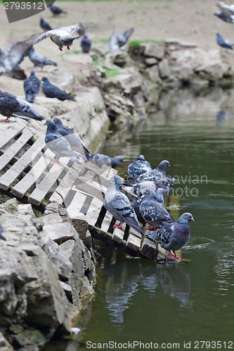 Image of Pigeons in the park