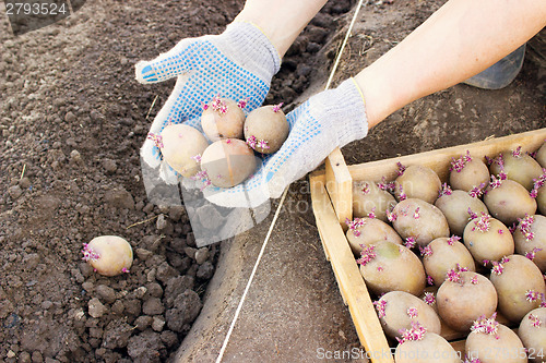 Image of Farmer planting sprouts potatoes in spring