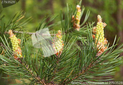 Image of Flowering in May pine in central Russia