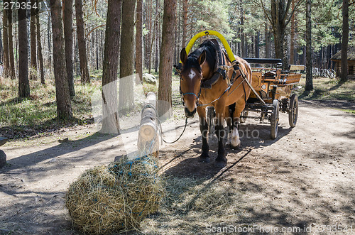 Image of Horse-drawn carriage in close up