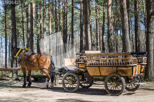 Image of Horse-drawn carriage in close up