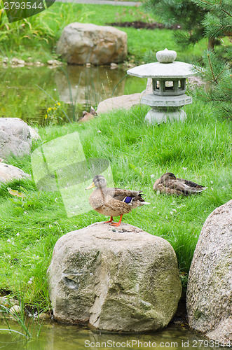 Image of Ducks at a pond in the Japanese style