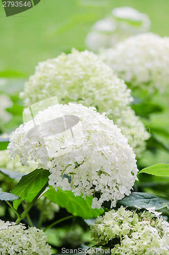 Image of Blossoming white hydrangea, close up