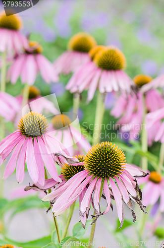 Image of flowers medicinal herb echinacea purpurea or coneflower, close-u