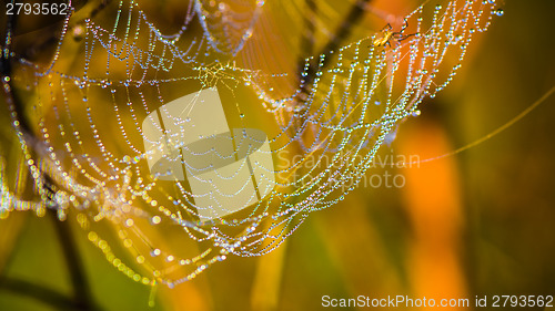 Image of Drops of dew on a web shined by morning light