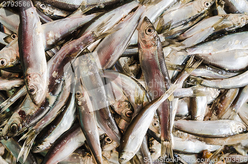 Image of Sprat a close up