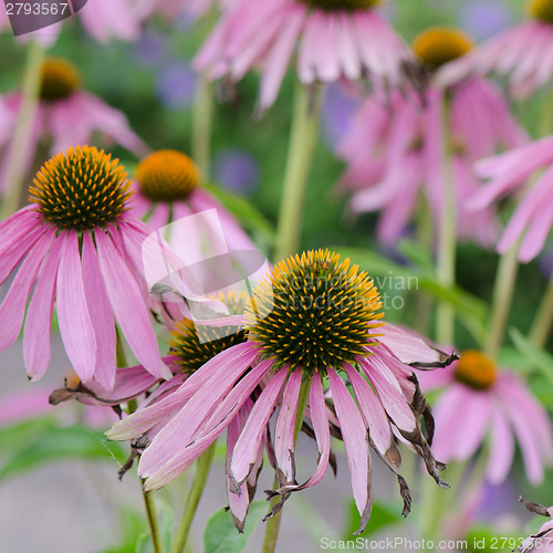 Image of flowers medicinal herb echinacea purpurea or coneflower, close-u