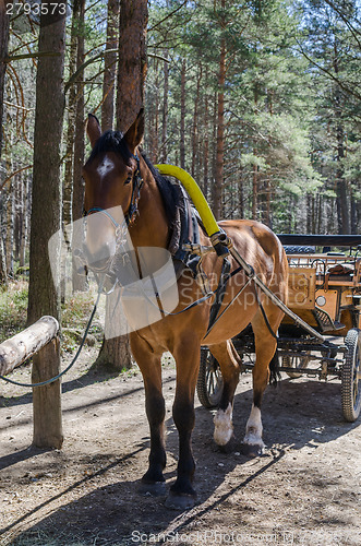 Image of Horse-drawn carriage in close up