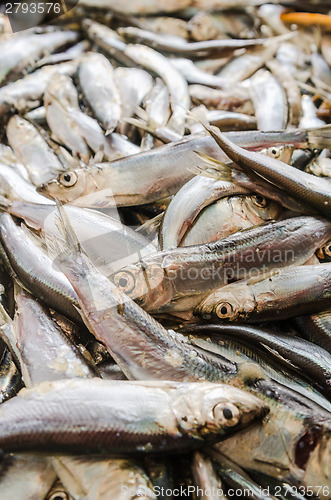 Image of Sprat a close up