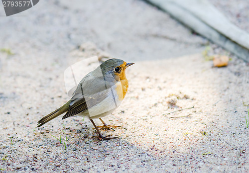 Image of Citril finch. A small bird with a yellow breast  