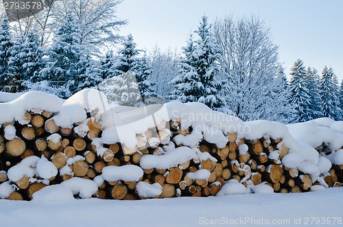 Image of Trunks of felled trees and stacked pile