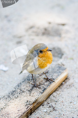 Image of Citril finch. A small bird with a yellow breast  