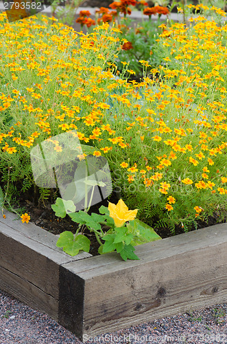 Image of marigold flowers and other herbs, close-up  