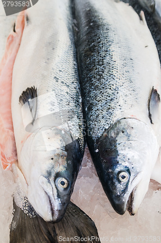 Image of Salmon  close-up 