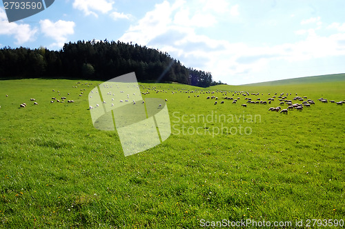 Image of Sheep grazing