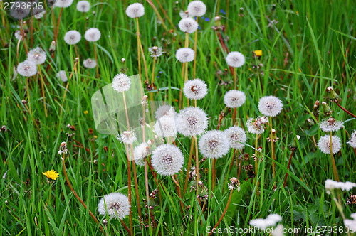 Image of Dandelion