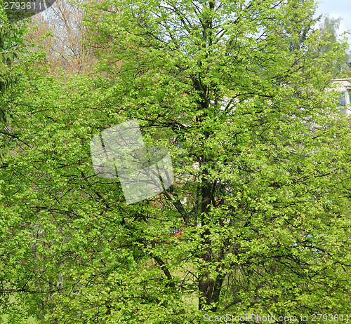 Image of Tree