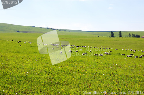 Image of Sheep grazing