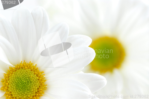 Image of White daisies