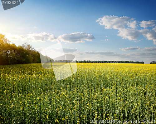 Image of Meadow yellow flowers