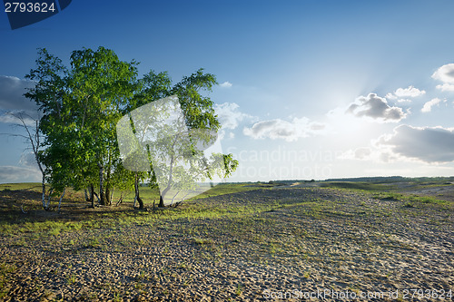 Image of Trees in the desert