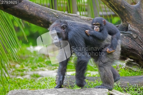 Image of Common Chimpanzee