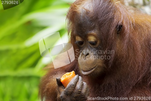 Image of Borneo Orangutan