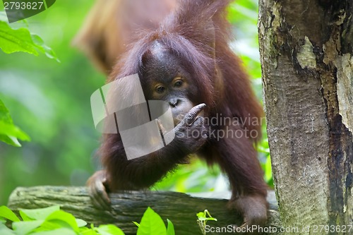 Image of Borneo Orangutan