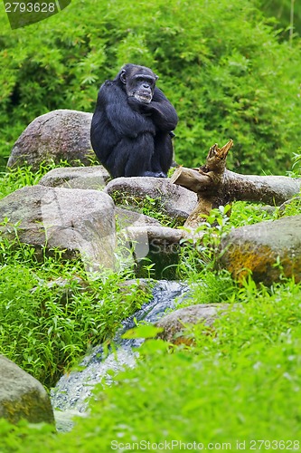 Image of Common Chimpanzee