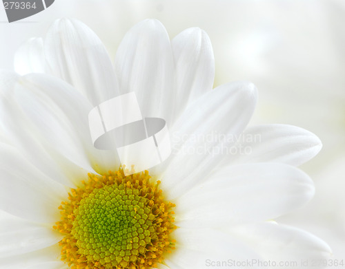 Image of White daisies