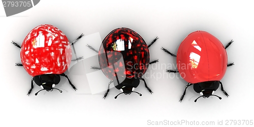 Image of Ladybirds