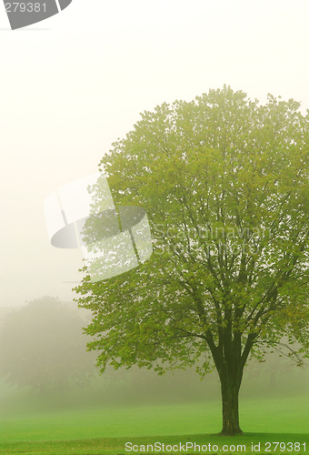 Image of Tree in fog