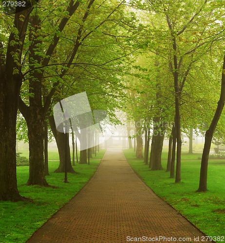 Image of Foggy park