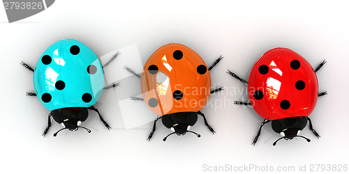 Image of Ladybirds