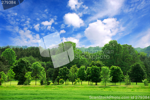Image of Green forest