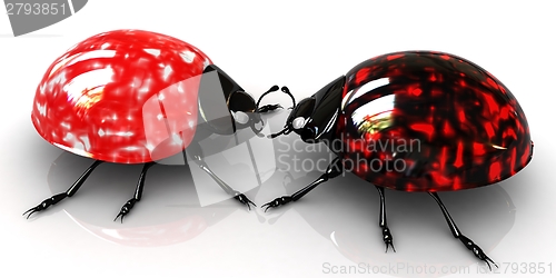 Image of Ladybirds