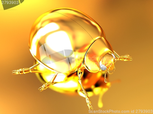 Image of golden beetle 