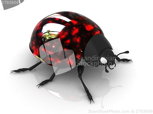 Image of Ladybird 