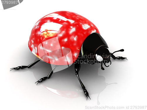 Image of Ladybird 