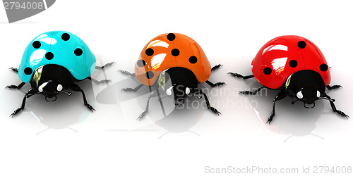 Image of Ladybirds