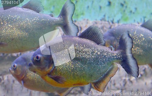 Image of tropical piranha fish