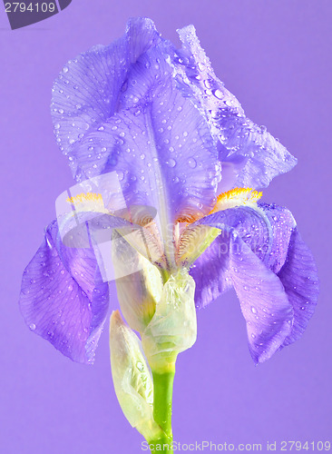 Image of violet gladiola